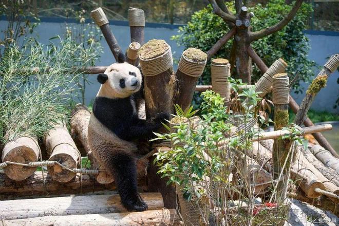 阿坝卧龙旅游攻略，一次与大熊猫和自然的亲密接触
