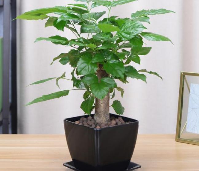 代表健康的花，那些悄悄守护你身心的植物朋友
