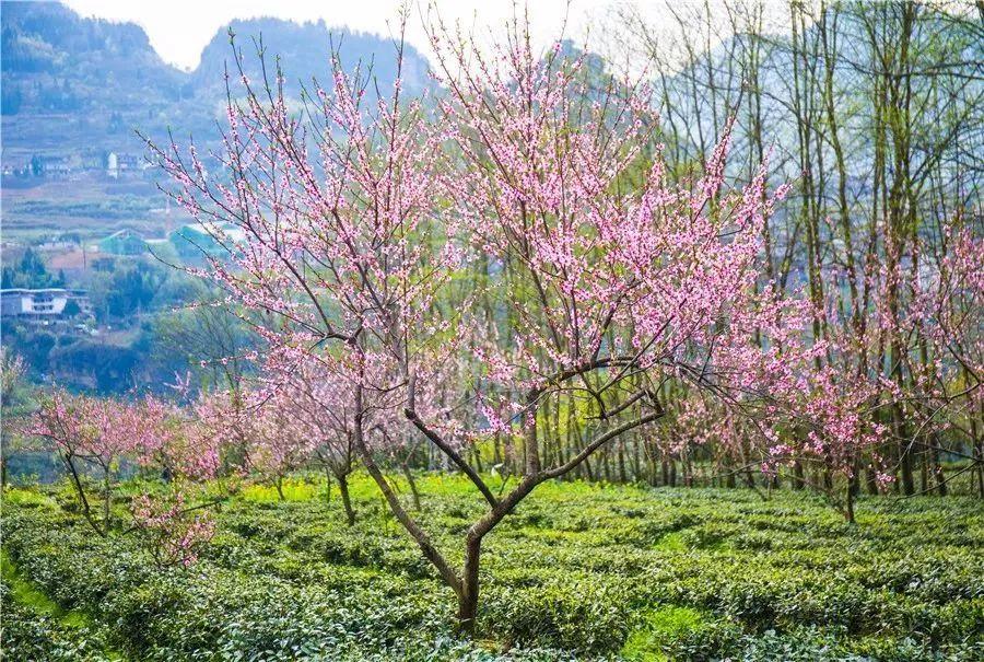 厦门到恩施旅游攻略，从海风到山雾，一场说走就走的旅行